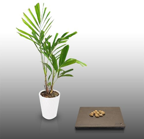 10 graines à semer - Le Grenier d'Abondance - Palmier bambou - PTYCHOSPERMA Microcarpum