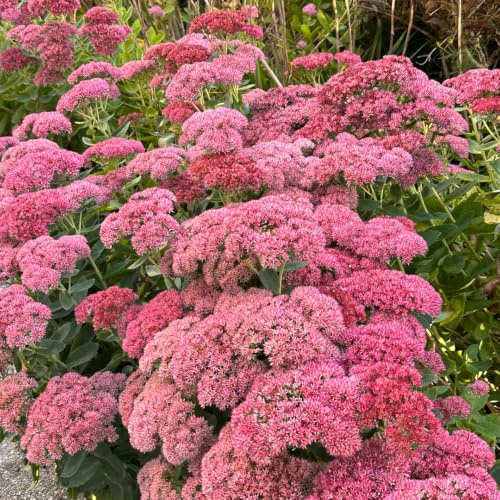Sedum erythrostictum - silvestres de sombra oficin 100semillas
