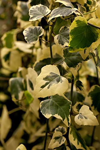 Hedera colchica 'Dentata Variegata' 60-100 cm - Persischer Efeu, grün-gelb panaschierte Blätter, immergrün, ideal für Wände und Zäune, pflegeleicht, winterhart