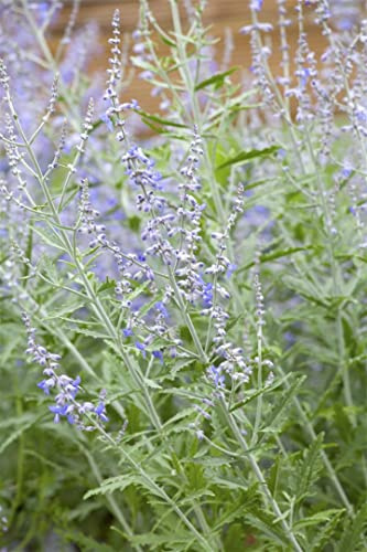 Perovskia atriplicifolia 'Lacey Blue' 40-60 cm - Blauraute, lavendelblaue Blüten, Blütezeit Juli-Oktober, bienenfreundlich, pflegeleicht, ideal für Rabatten