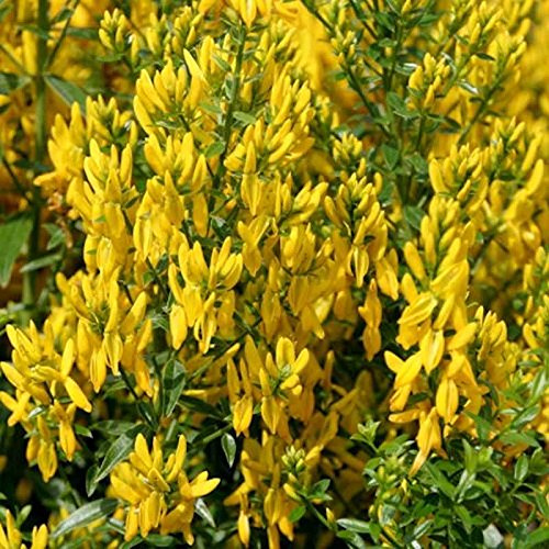 Färberginster Royal Gold 40-60cm - Genista tinctoria - lebende Gartenpflanze aus den Baumschulen