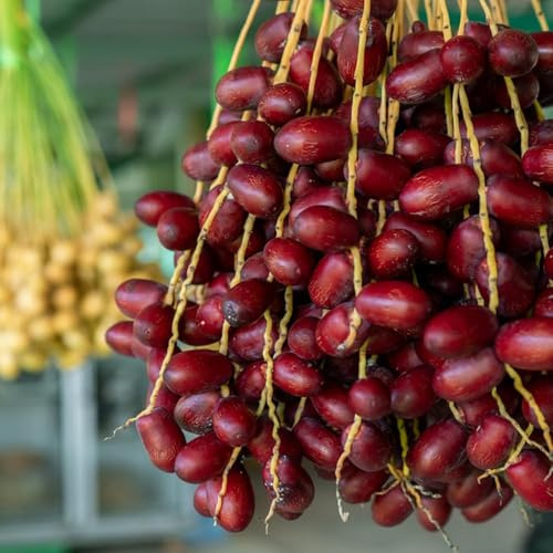 semillas resistentes de palmera datilera bonsái camas elevadas para jardín de balcón resistentes raras jardín semillas 75pcs