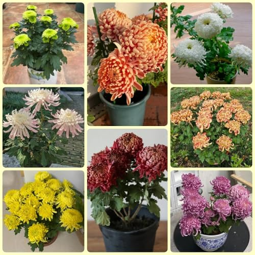 Semi di crisantemo, semi di decorazione autunnale da giardino regali 550pcs