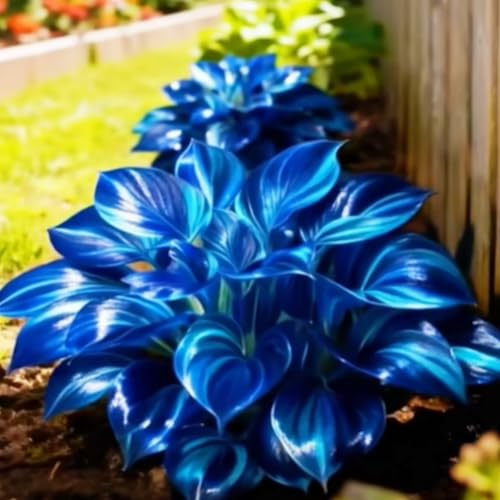 Bulbi Raro Hosta, Blu Notte Hosta Perenne, Resistente al Freddo, Erbacea, Facile da Piantare ＆ Mantenere, Cortile ＆ Giardino Ottima Esposizione-d-6 Rizomi