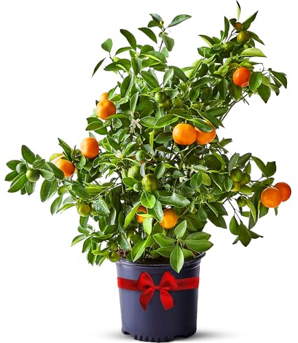 Calamondin Tree Live Plants Outdoor Plant 13 - 22 Tall Dwarf Indoor Fruit Trees Live Plants Cannot Ship: CA, AZ/TX/LA – Patio Fruit Plant Pot, Real Citrus Tree Pot, Housewarming Gifts by Via Citrus