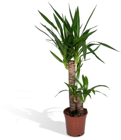 Yucca Palma Elephantipes