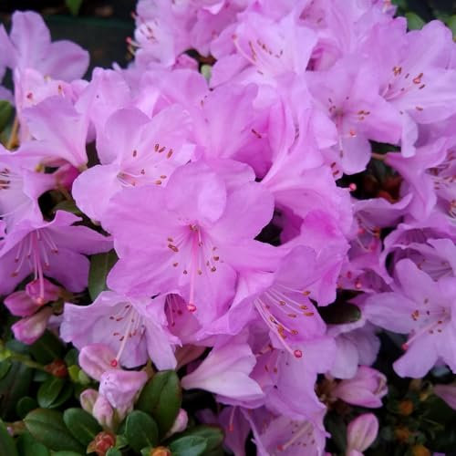 Rhododendron 'Snipe' - Hardy Evergreen Shrub with Stunning Pale Pink Flowers - Ideal for Borders and Containers - 1X or 2X 7 Litre Pots by Thompson and Morgan