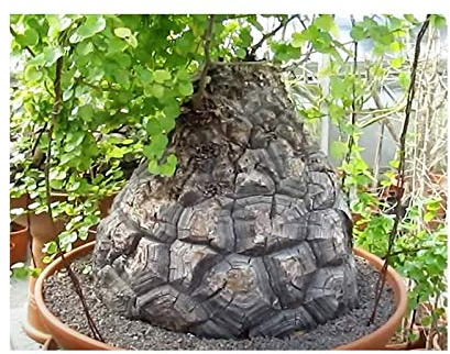 Stk - 5x Dioscorea elephantipes Schildkrötenpflanze Pflanzen - Samen B1289 - Seeds & Plants Shop by Ipsa