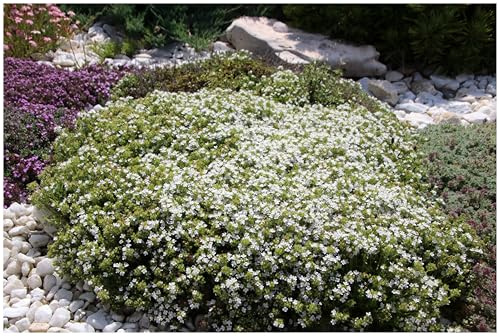 Stauden Gänge 1 x Thymus praecox 'Albiflorus' Weißer Polsterthymian | Weißer Bodendecker für Sonne, Blüte Mai bis Juli, mehrjährig, 9x9 cm Topf