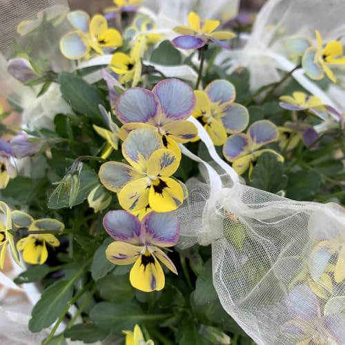 semi di viola del pensiero perenni - balcone giardino resistenti esotiche 750pcs