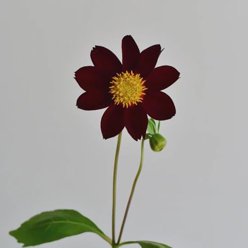 tuberi di dalia - giardino decorazioni raro balcone interno 3pcs