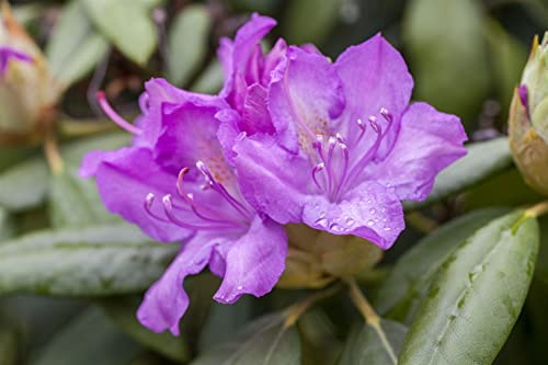 Rhododendron Hybr. 'Catawbiense Boursault' 70-80 cm - Rhododendron, lila Blüten, Blütezeit Mai-Juni, ideal für Halbschatten, winterhart und pflegeleicht