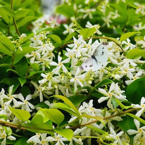 Semi di gelsomino stellato - da balcone da giardino roccioso rampicanti a crescita rapida vecchie varietà semi di serre 50pcs