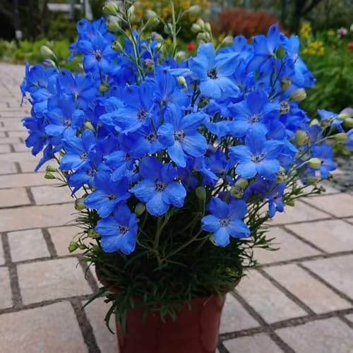 semi di delphinium resistente perenne - delphinium - Decorazione del soggiorno, antiche varietà resistenti, luoghi soleggiati to perenne, 25pcs