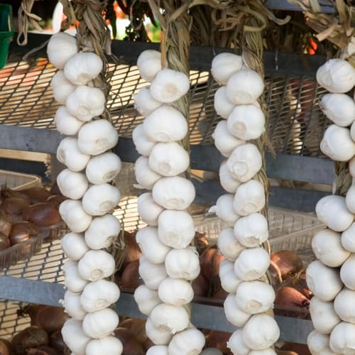 pflanzknoblauch Knoblauch - hochbeete für garten gemüsebeet zimmerpflanze pflanztöpfe dekopflanzen dachbegrünung hochbeett winterharte kübelpflanzen deko büro topfpflanzen stauden 3zwiebeln