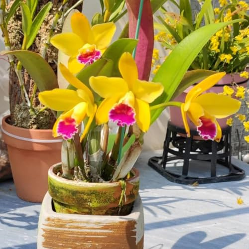 100 piezas semillas de orquideas del balcon semillas de catleya, balcón resistentes al invierno, jardín rocas resistentes, cobertura del suelo, perenne