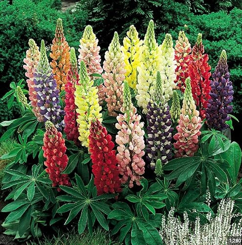 6 x Lupin Russel Dwarf Gallery Mixed Colour Plug Plants Hardy Perennial Flower