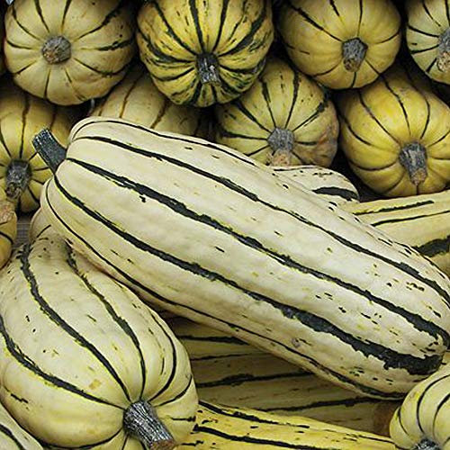 Squash Seeds 'Honeyboat’ Delicata Squash Seeds Half-Hardy Annual Vegetable Garden Plants Easy to Grow Your Own at Home Sweet Flavour Winter and Autumn Harvest 1 Packet 5 Seeds by Thompson and Morgan