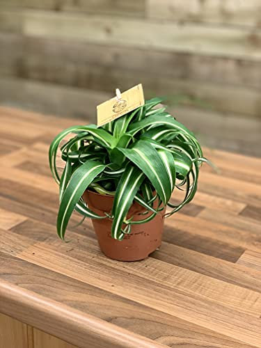 Chlorophytum 'Bonnie' - Curly Spider Plant.