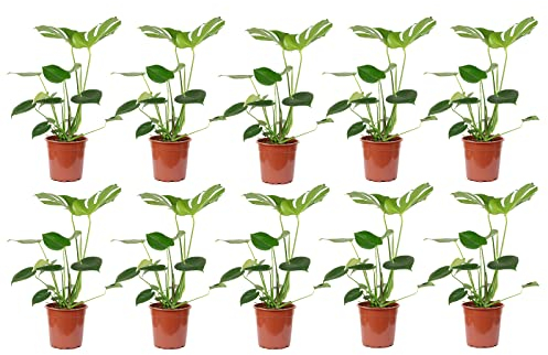 10er-Set Fensterblatt - echte Zimmerpflanze, Monstera Deliciosa - Höhe ca. 75 cm, Topf-Ø 19 cm
