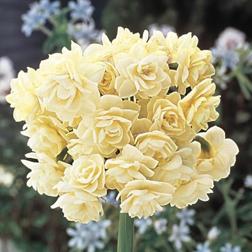 BRECK'S - Summer Cheer Light Yellow Flowering Daffodil Dormant Bare Root Summer Flowering Bulbs, 10 Bulbs per Offer