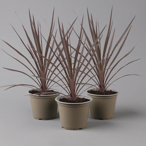 Keulenlilie 'Red Star'. rotlaubig, Topf-Ø 13 cm, 3 Pflanzen