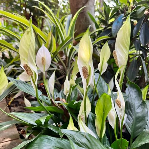 Acquista spatifillo decorazioni esotiche per balconi resistenti in vaso da giardino perenni resistenti decorazione del soggiorno con sospesa raro da 100Semi