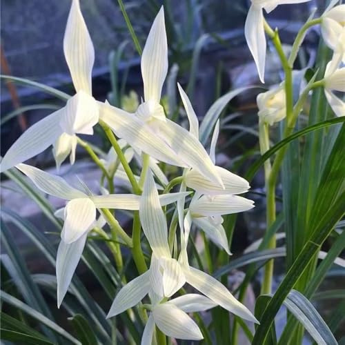orchidee semi di giardino da ombra semi di orchidea tappezzante, resistente selvatici recisi decorazioni per il soggiorno con in 60semi