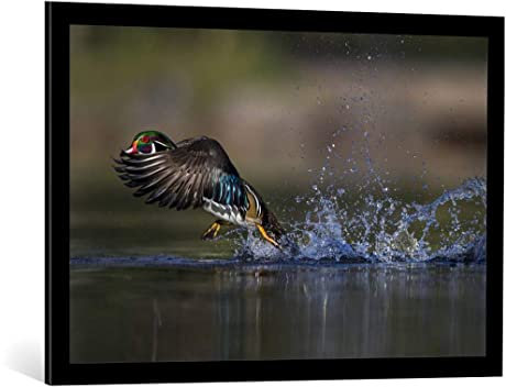 kunst für alle Bild mit Bilder-Rahmen: Verdon Woodie die Ente - dekorativer Kunstdruck, hochwertig gerahmt, 90x60 cm, Schwarz matt