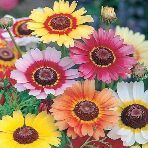 Buy4seeds 150 Seeds Chrysanthemum carin. Rainbow mix Useful for Gardening (150 Seeds) Easy To Grow