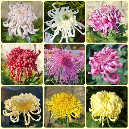 Semi di crisantemo, regali per gli amanti del giardino regali sostenibili semi di come per gli ospiti perenni 150pcs