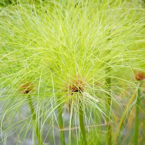 papyrus winterfeste garten cyperus papyrus gartenpflanzen winterharte kübelpflanzen deko züchten zimmerbonsai 15samen