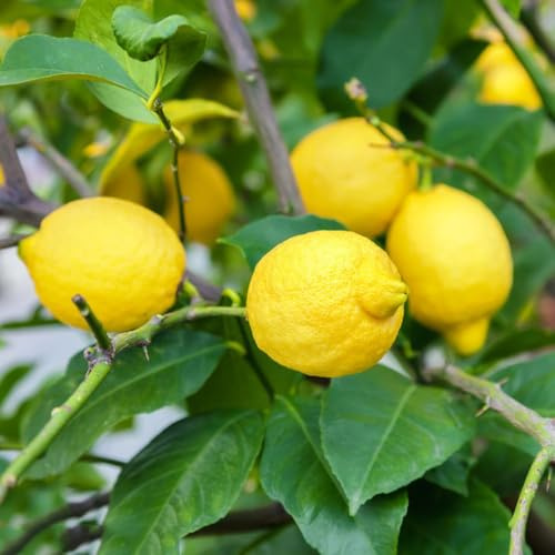 semillas de limonero - Limonero en espaldera resistentes variedades antiguas, resistentes de balcón 400pcs