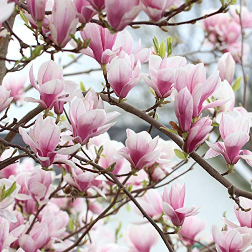 Magnolia Soulangiana- Magnolia soulangiana 40-60 cm en conteneur