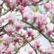 Tulpenmagnolie - Magnolia Soulangiana - 40-60 cm Topf - Große, tulpenähnliche Blüten
