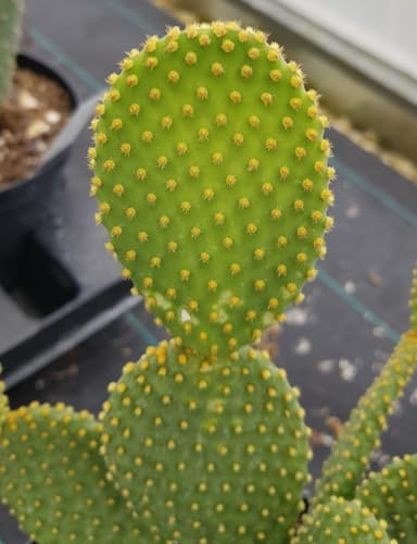 Opuntia microdasys 'Aurea' / Oreille de lapin jaune/Conteneur de 2 à 2.9 litres/Cactée