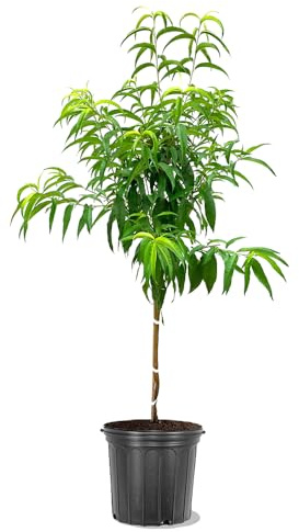Elberta Peach Tree, Fruit Bearing, Heirloom Variety, Self Polinator, Tree Height 2-3 ft Tall, 5 gal Nursery Pot (Due to Agricultural Laws, we Cannot Ship to CA, AZ, AK, or HI)