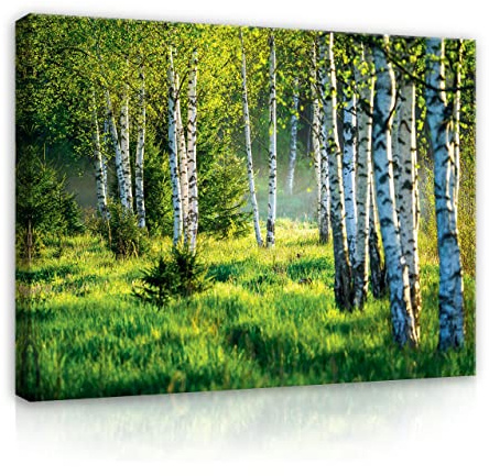 WallArena Leinwand Bilder Wald Grün Natur Landschaft Birken 100x75 cm | Birkenwald, Format: 100x75 cm (BxH) - einteilig auf Canvas Leinwand. Das Leinwand Bilder ist in, Aufhängefertig: Das