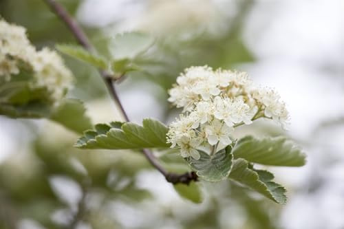 Weißdorn Crataegus laevigata Zweigriffeliger 100-150 cm Heckenpflanze winterhart