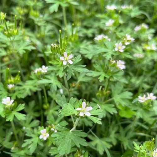 Semi di Geranio, copertura del terreno Geranio wilfordii, vecchie varietà giardino autunnali per gli ospiti con 300pcs