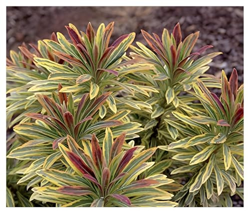 Stauden Gänge 1 x Euphorbia x martinii 'Ascot Rainbow' Bastard Wolfsmilch | Winterharte Staude für Sonne bis Halbschatten, Blüte April bis Juni, mehrjährig, 9x9 cm Topf