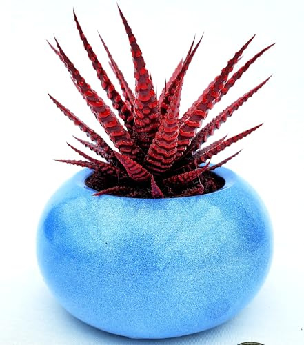 POWERS TO FLOWERS - HAWORTIA BIG BENG ALBA COLOR LIFE RED ÌN VASO CERAMICA AZZURRO, ECHEVERIA, CACTUS, Piante vere