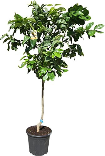DECOALIVE Limonero Eureka Árbol Natural de Exterior