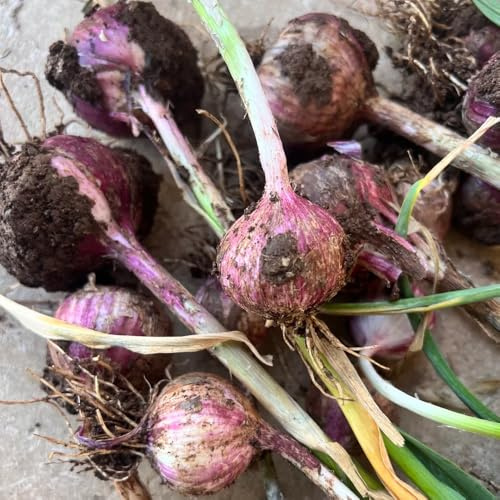 KnoblauchSamen, wintergemüse kaufen alte sorten gemüsesamen alte sorten pflanzknoblauch winterhart bio 30pcs