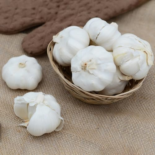 pflanzknoblauch Knoblauch - hochbeett dachbegrünung topfpflanzen winterharte kübelpflanzen bonsai topf gemüsebeet deko büro dekopflanzen pflanztöpfe balkonpflanzen wintergemüse stauden 2zwiebeln