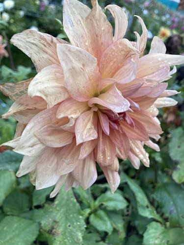 Three Dahlia 'Belle of Barmera' Giant Decorative Type (Tubers to Plant) Free UK Postage