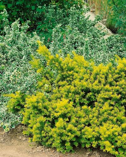 Taxus baccata 'Washingtonii' 70–80 cm – Winterhart, Immergrün, Pflegeleicht – Gelbe Eibe – Heckenpflanze für Garten & Sichtschutz
