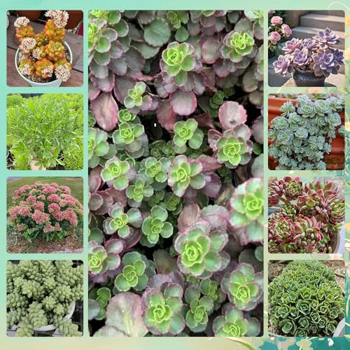 semillas de sedum resistentes - jardín de rocas, para balcón de variedades antiguas, 120pcs