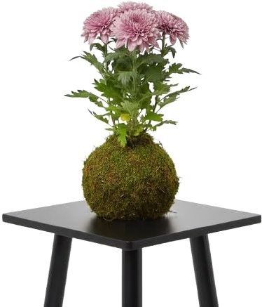 DECOALIVE Kokedama Artesanal Margarita Crisantemo – Planta Viva de Interior