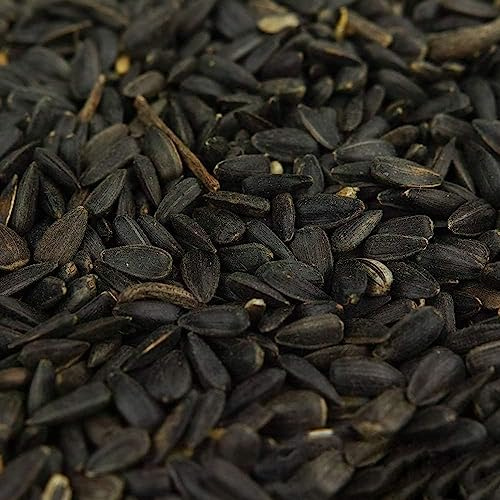 Graines de Tournesol Noir BusyBeaks - Nourriture Riche en Huile pour Oiseaux Sauvages de Jardin occupés (1kg)